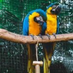 Exotic Birds