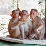 Needs of Pet Monkeys