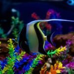 Secret Life of Pet Fish