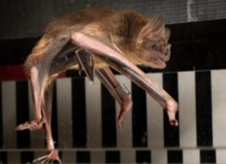 Vampire bat running