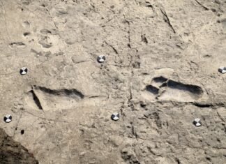 fossilized footprints Turkana Basin