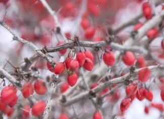 hardy winter garden plants