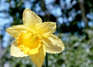 planting daffodil bulbs in garden during autumn