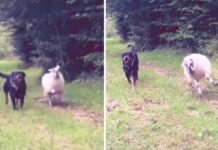 rottweiler and lamb playing together in field