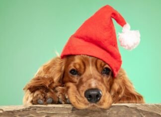 dog with Christmas treats