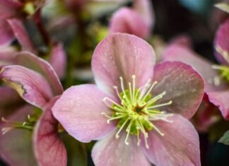 hellebores winter garden flowers