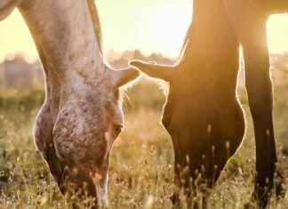 horse carrying bird flu virus