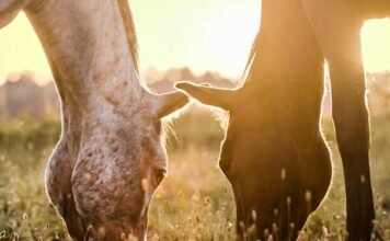 horse carrying bird flu virus