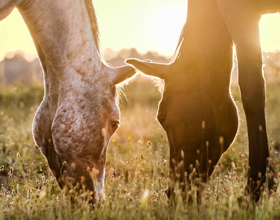 horse carrying bird flu virus