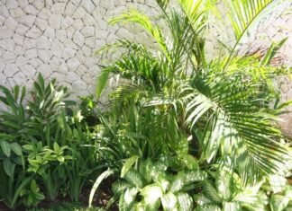 tropical-backyard-plants-care