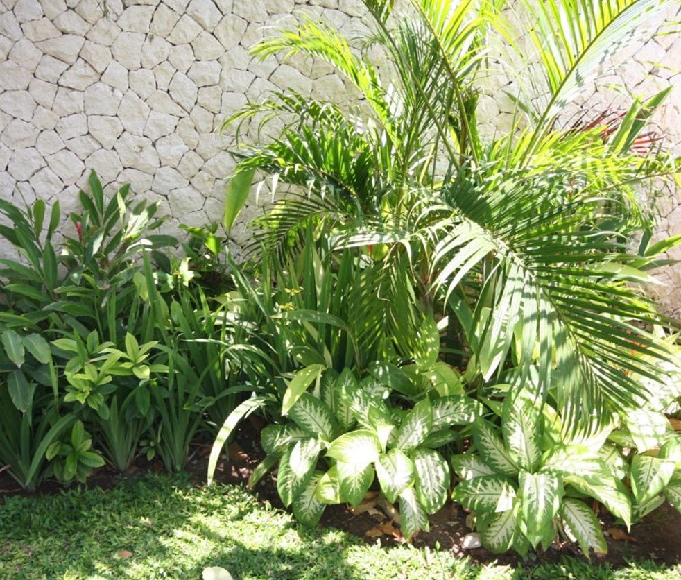 tropical-backyard-plants-care