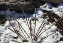 winter pruning perennials garden