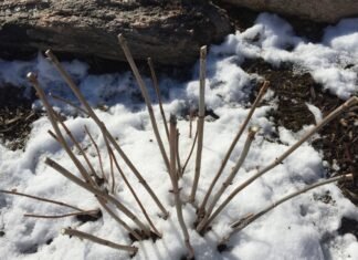 winter pruning perennials garden