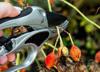 winter rose pruning garden