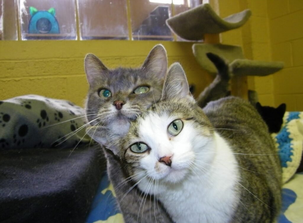 domestic cats bird flu infection Michigan dairy workers