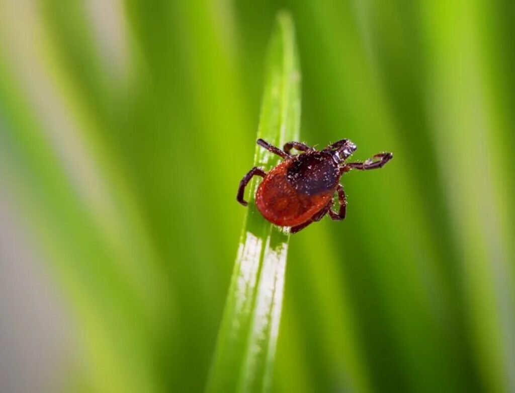 black legged tick on human skin