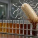 bacteria resistance to programmable asobiotics delivery peptide
